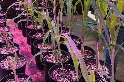 利用LED培育的玉米有何優勢？美國辳(nong)業部研究得